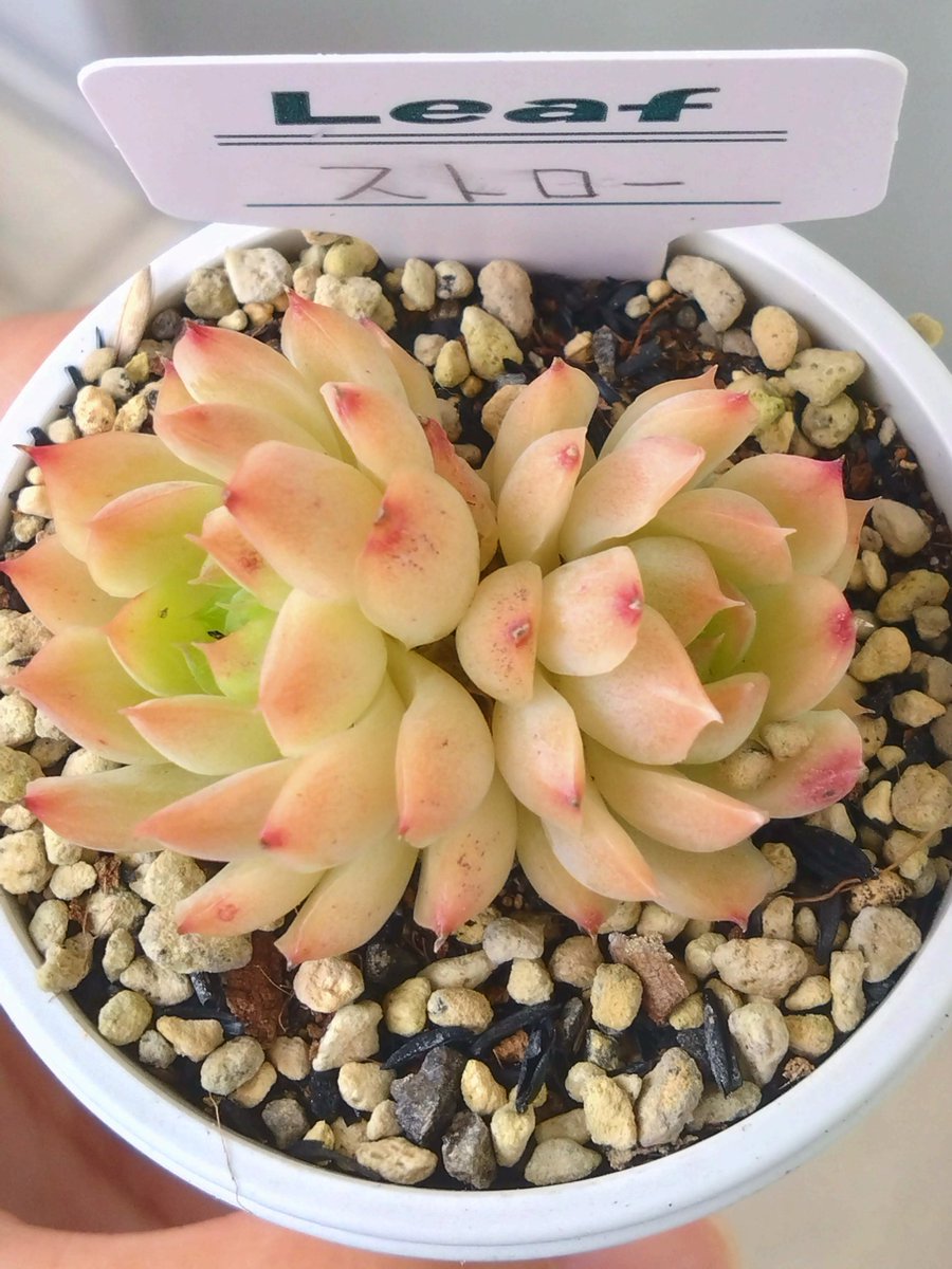 mikamikakamika's tweet image. 多肉とみどりのマルシェinなばなの里。たーくさん多肉はあったけど買ったのは2つと控えめ😅倉敷多肉工房さんとLeafさんの苗🌱ついに手を出したブラサバ。色が素敵すぎたストロー。
＃多肉植物　＃ブラックサバス　＃ストロー