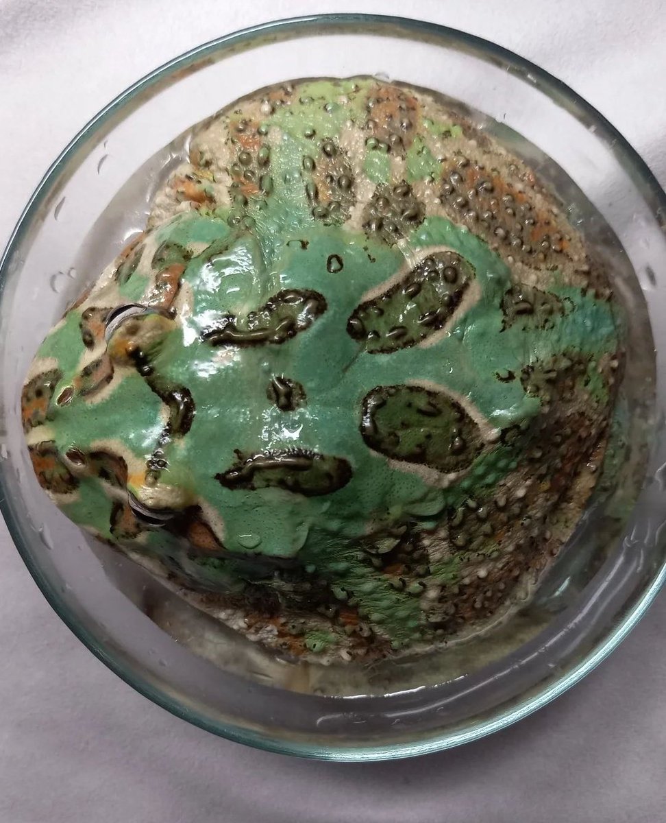 No Context Frogs tweet media