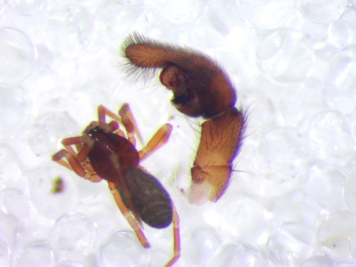 Microctenonyx subitaneus (Linyphiidae) next to a Trochosa terricola (Lycosidae) pedipalp :)