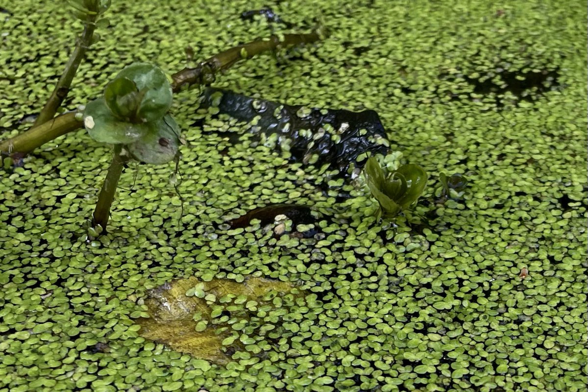 Jessica Christian (@jachristian) on Twitter photo “I never see you at the club” well I never see you on your hands and knees in the creek admiring the duckweed? “I never see you at the club” well I never see you on your hands and knees in the creek admiring the duckweed?