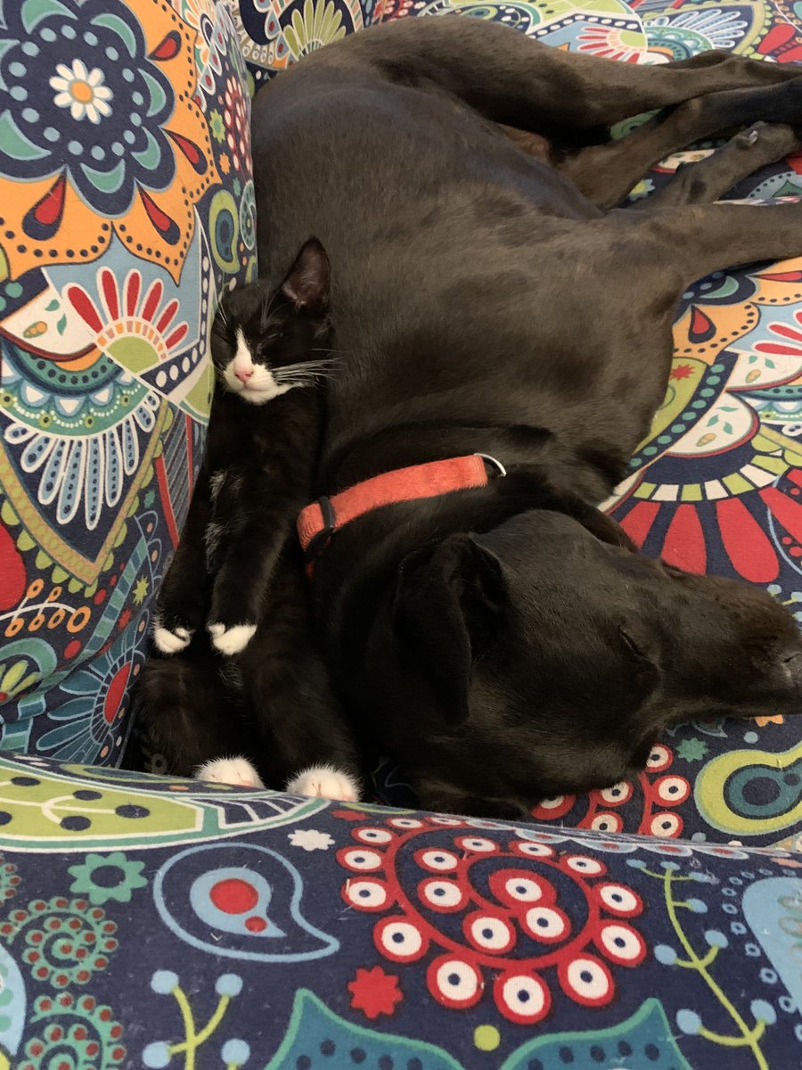 Just in case folks needed some cuteness to offset the current nonsense we’re having to deal with.