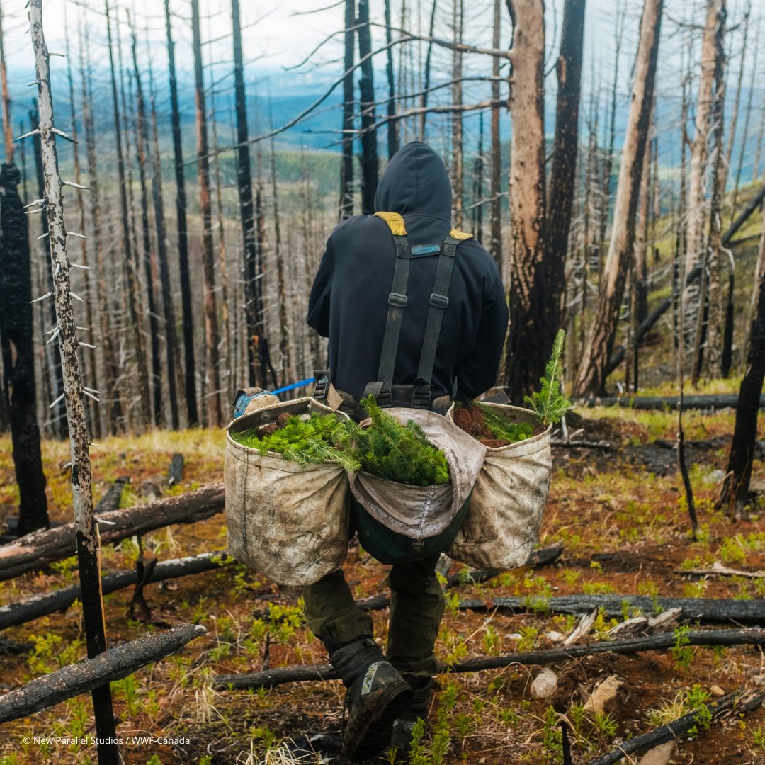 WWF-Canada en français tweet media