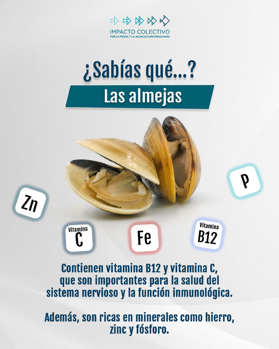 ICPMX1's tweet photo. ¿Sabías que las almejas no solo son deliciosas, sino también un súper alimento? 🐚💪¡Un pequeño tesoro lleno de nutrientes! ¿Te gustan?
#SaludMarina #AlimentaciónSaludable #Nutrición #ICPMX https://t.co/xTGeS74c7t