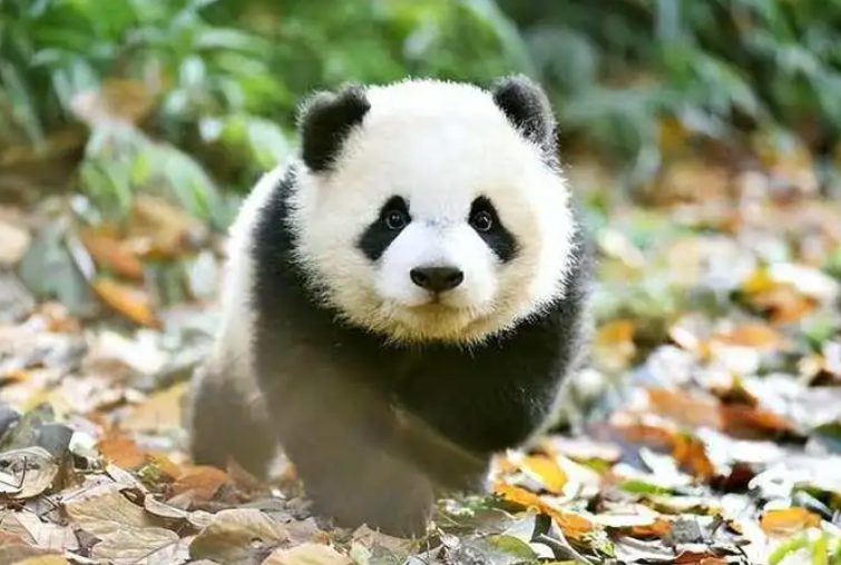 NiceYa🇨🇳 tweet media