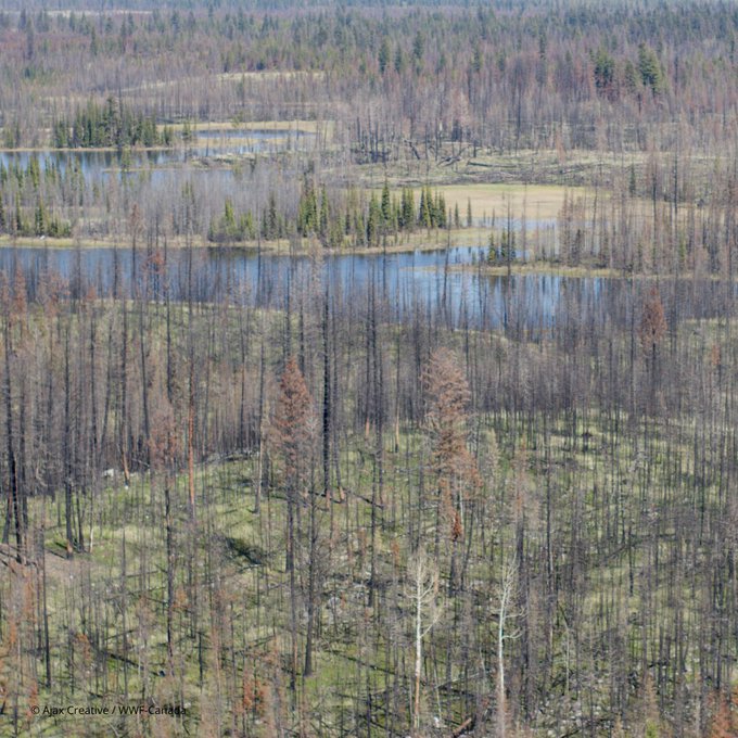 La restauration permet de rétablir des écosystèmes convertis ou dégradés, avec des mesures comme la reconstitution de chenaux pour le saumon, le reboisement d’écosystèmes ravagés par les incendies ou la réparation des berges de rivières dévastées par les inondations.