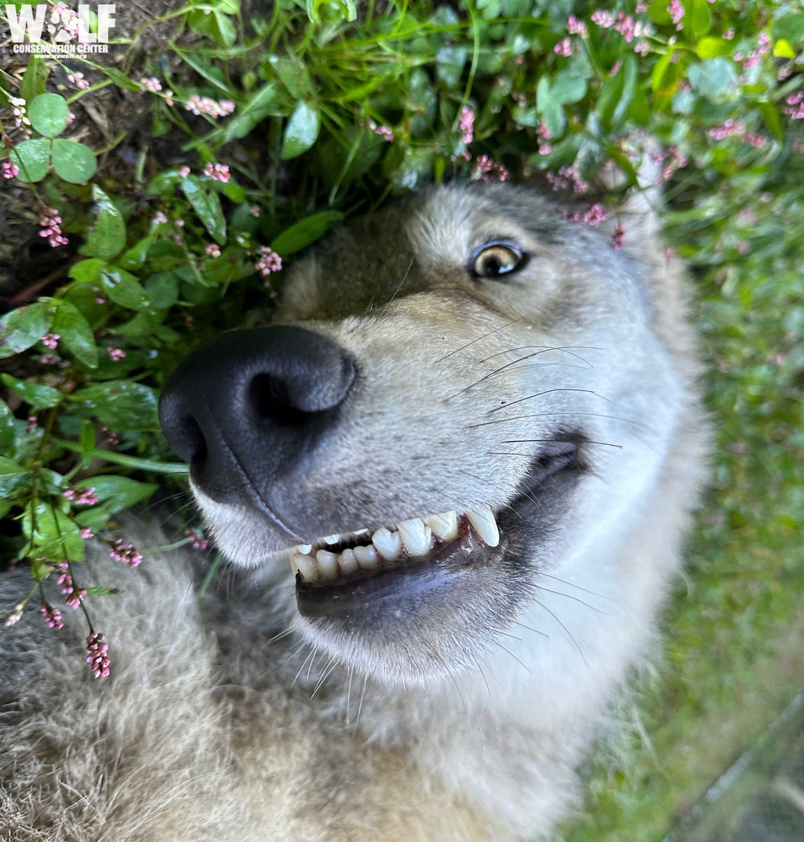 nywolforg's tweet photo. GM! 😁 https://t.co/f791VZUMqV