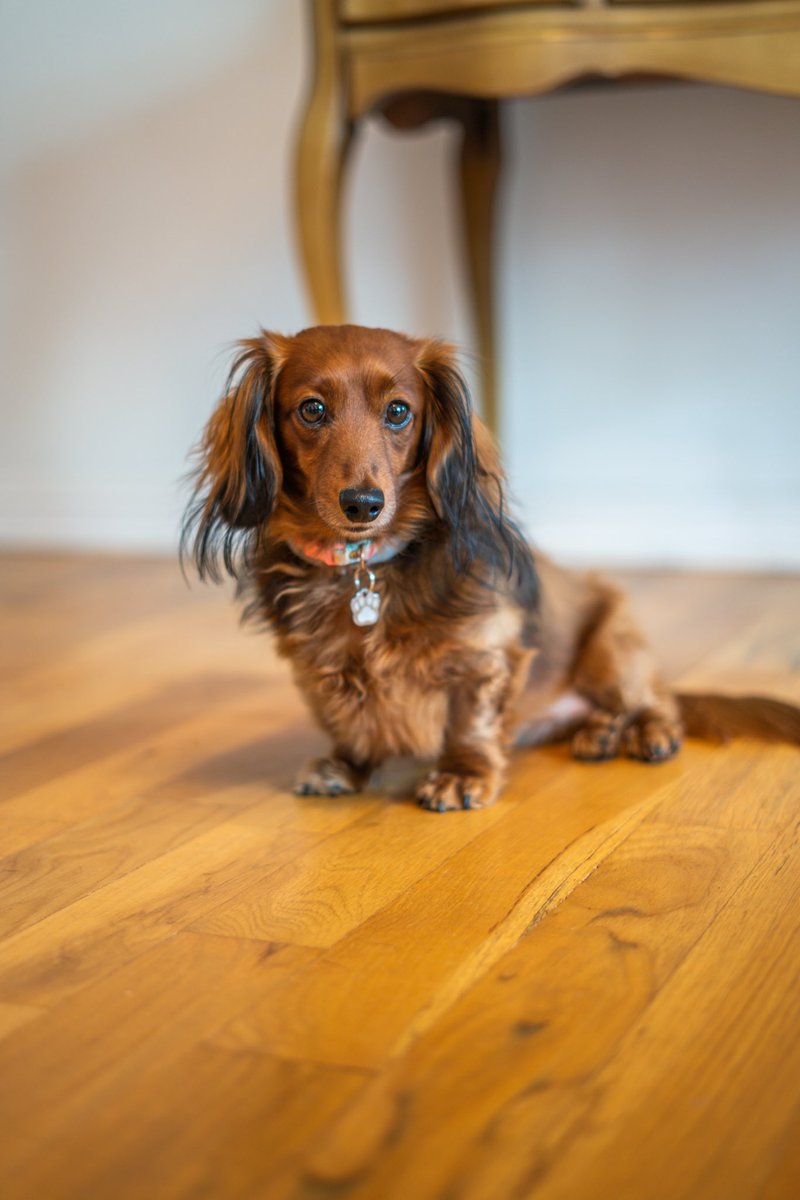 Case DeStefano tweet media