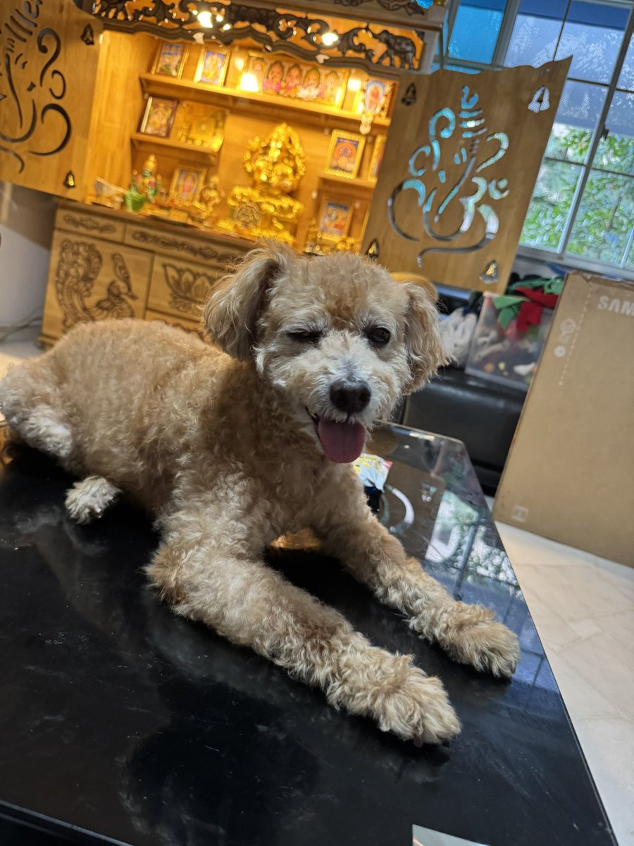 Lucky the good boY tweet media