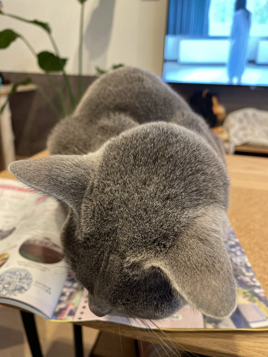 主人、撫でてくだい🐈‍⬛

#猫
#ロシアンブルー