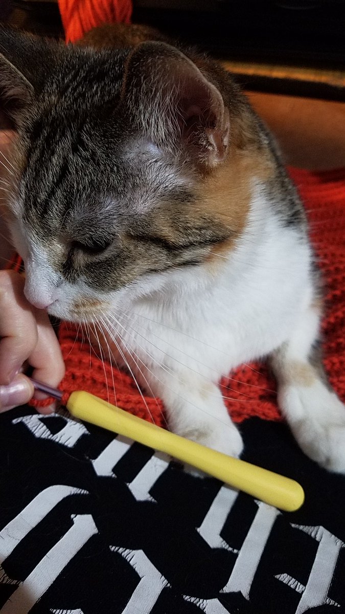 MamaN33k's tweet photo. I'm in excruciating pain today so another rest day for me. Here is more cat pics from my pumpkin project. Hope you have a wonderful day, night, whatever. 
#gofundme #chronicillness #chronicpain #gastroparesis #littlevictories #crochet #cat https://t.co/JUY8bufEEN