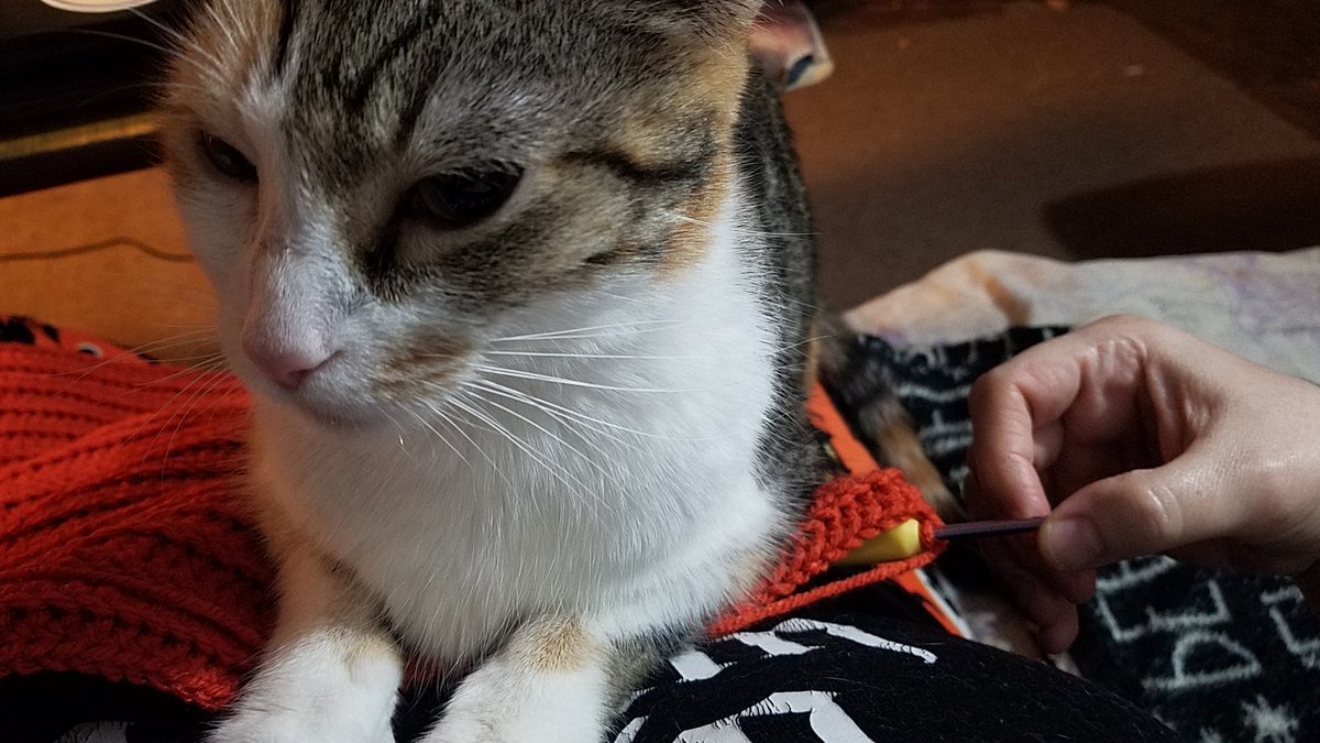 MamaN33k's tweet photo. I'm in excruciating pain today so another rest day for me. Here is more cat pics from my pumpkin project. Hope you have a wonderful day, night, whatever. 
#gofundme #chronicillness #chronicpain #gastroparesis #littlevictories #crochet #cat https://t.co/JUY8bufEEN
