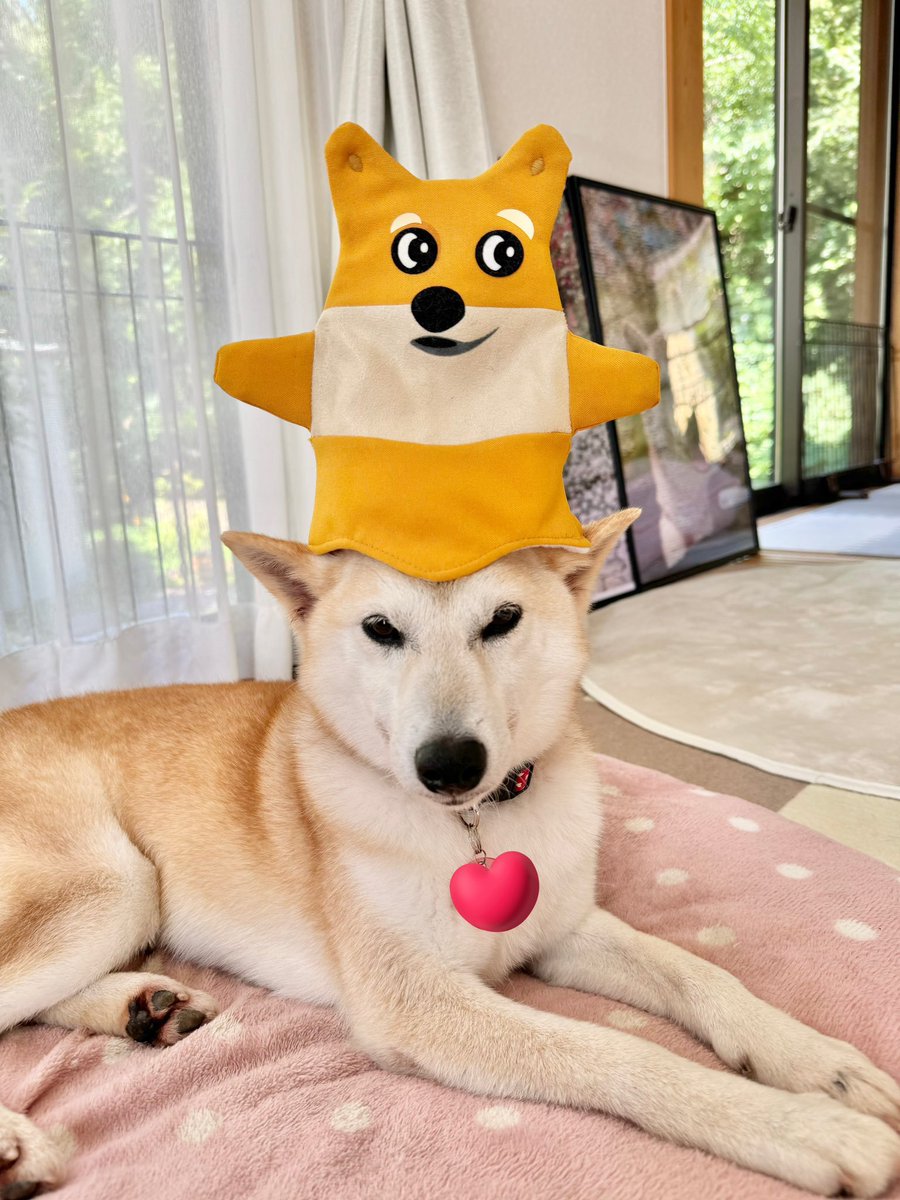 $Shibu