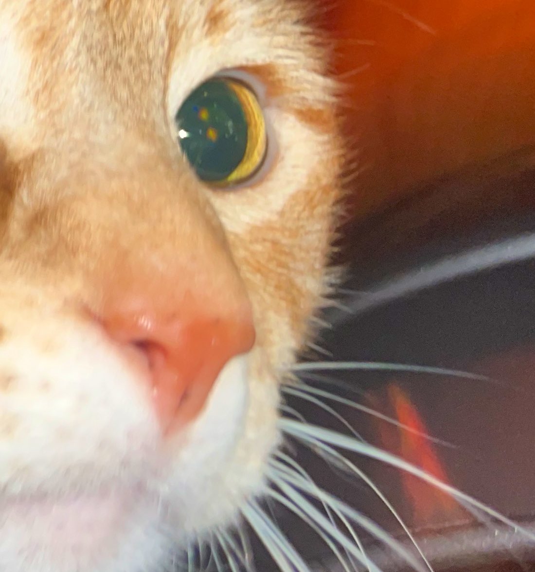 JortsTheCat's tweet photo. [3:00 am, standing on your neck] Hey we only have a few days left, can we talk about your plan to vote? Hey can we talk about ballot measures? Hey. Hey https://t.co/vfB2Ospwov