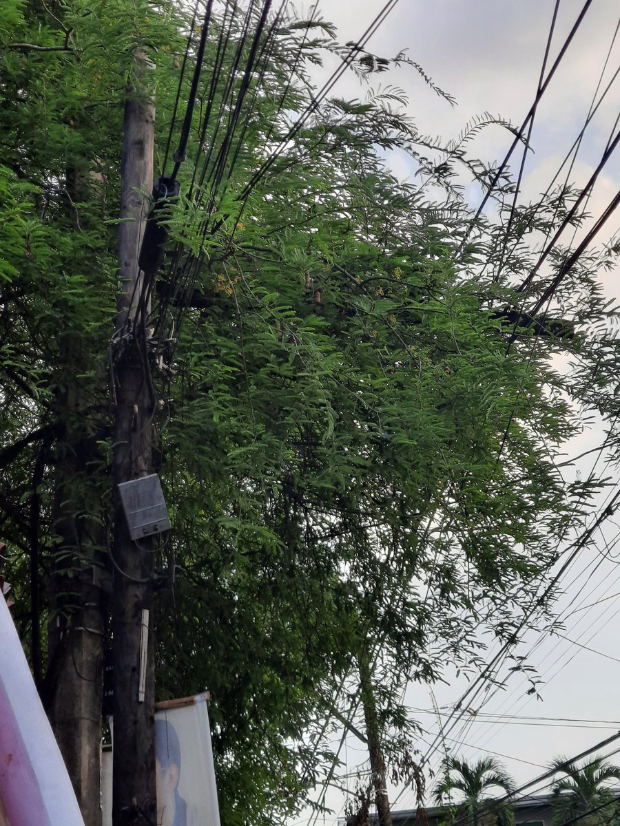 ruzzcastillo's tweet photo. @meralco hello meralco.... is this something we request for clearing? it's a safety risk during both stormy weather or even in hot summer months... kindly help please... https://t.co/Vgs3iEDFuu