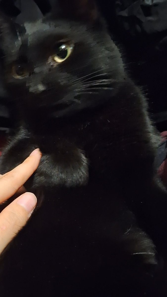 _BlueLux's tweet photo. #OctOberon but it's my cat Oberon instead
Day 30 https://t.co/huNLQWDva1