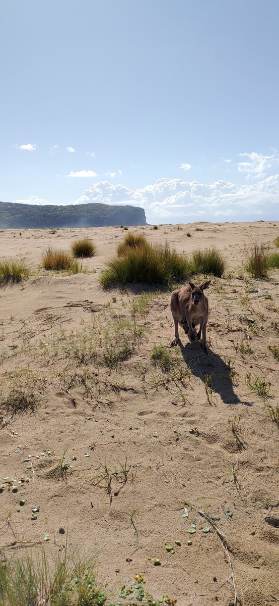 Claudio Tennie (@ctennie) on Twitter photo 