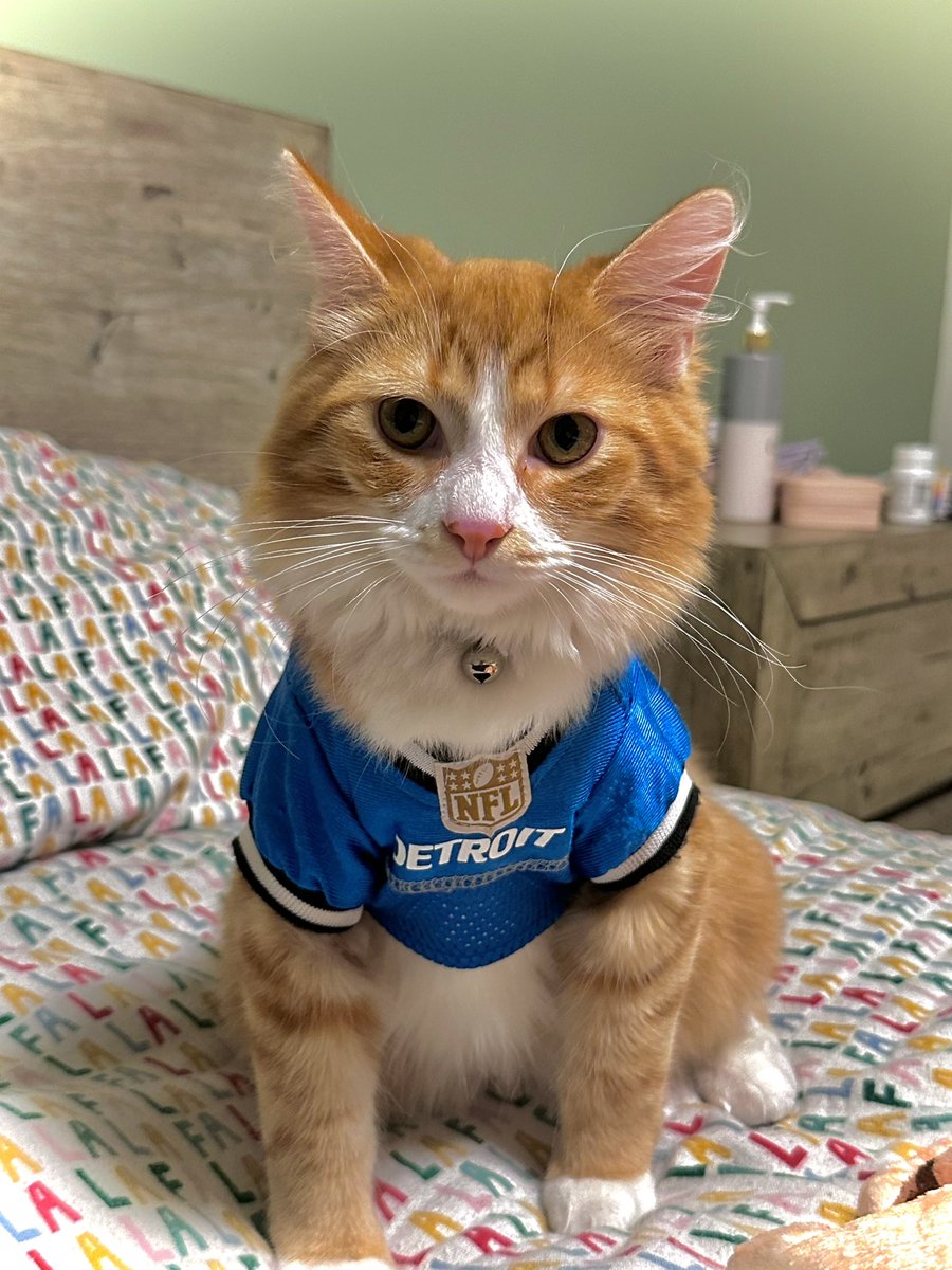 kianakianaa's tweet photo. @Lions @petsuppliesplus https://t.co/HxTMu6sd1W