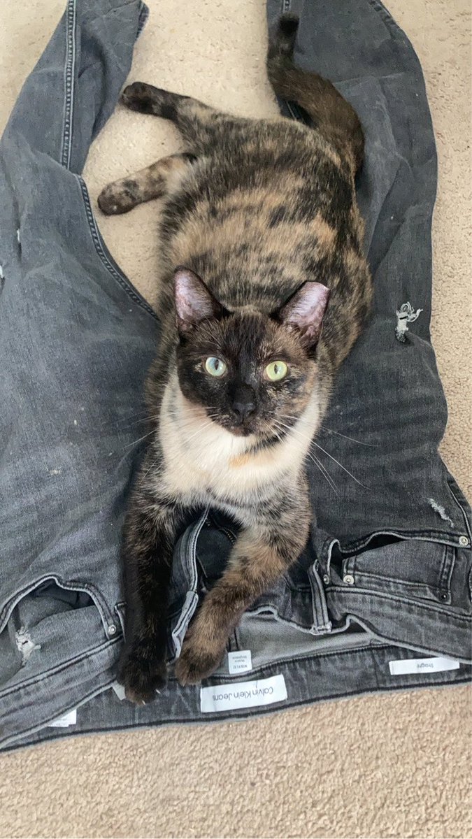 GhoulsAstrology's tweet photo. we have an appointment for them both on halloween. thank you to anyone who’s shared or donated. so far we’ve raised $250! please send good vibes for Annie and Chiron💖 #GoFundMe #Fundraiser https://t.co/FKGuglK1rN