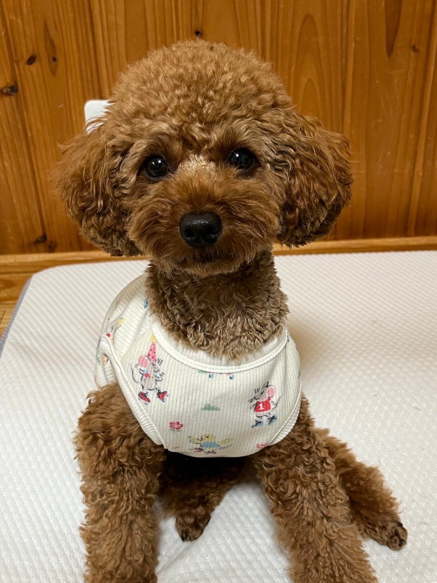 トイプードル❤️ハンドメイド❤️ お迎え決まりました ⓃⒶⓄ on X