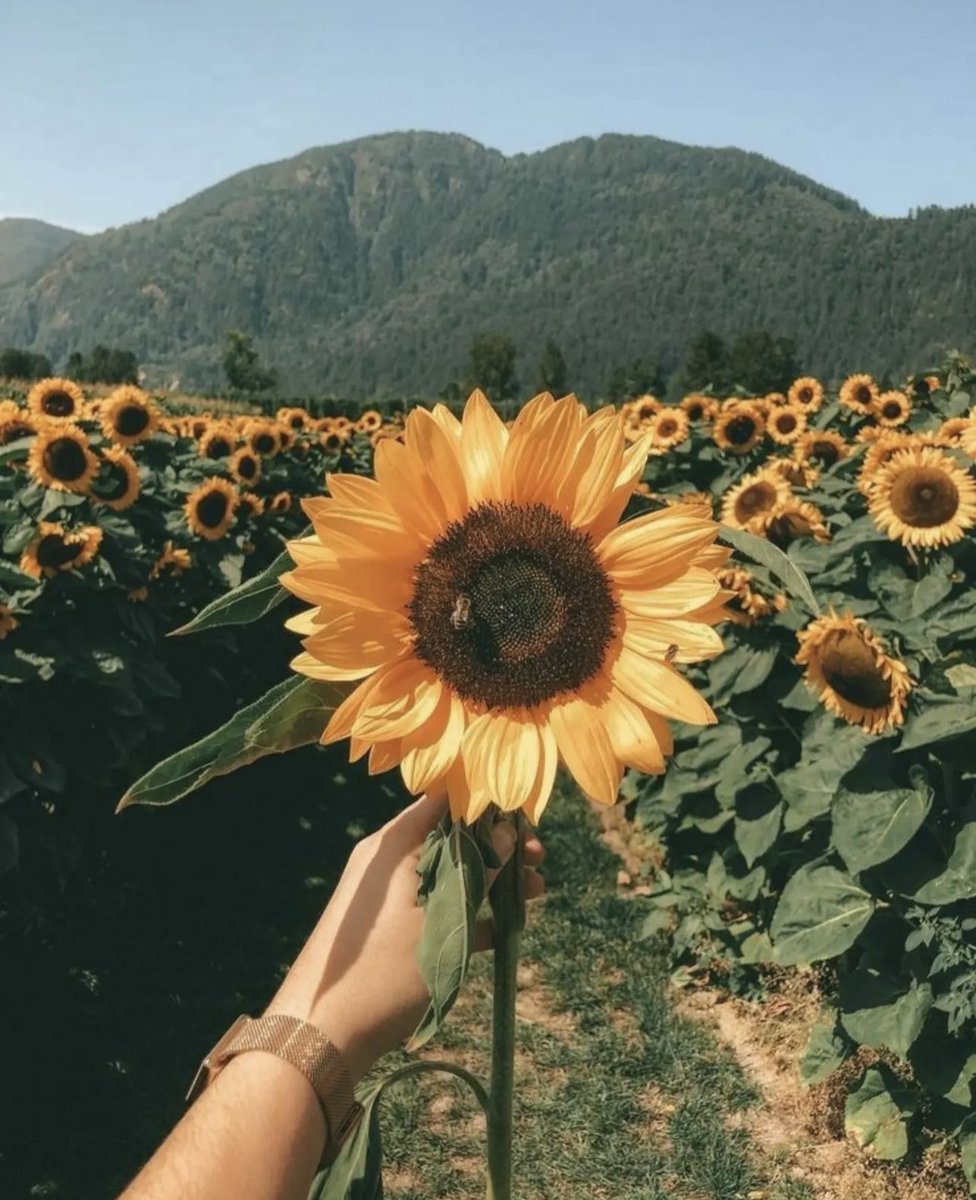 sunflowerchives's tweet photo. tag someone who loves sunflower https://t.co/Di52TEEqjd