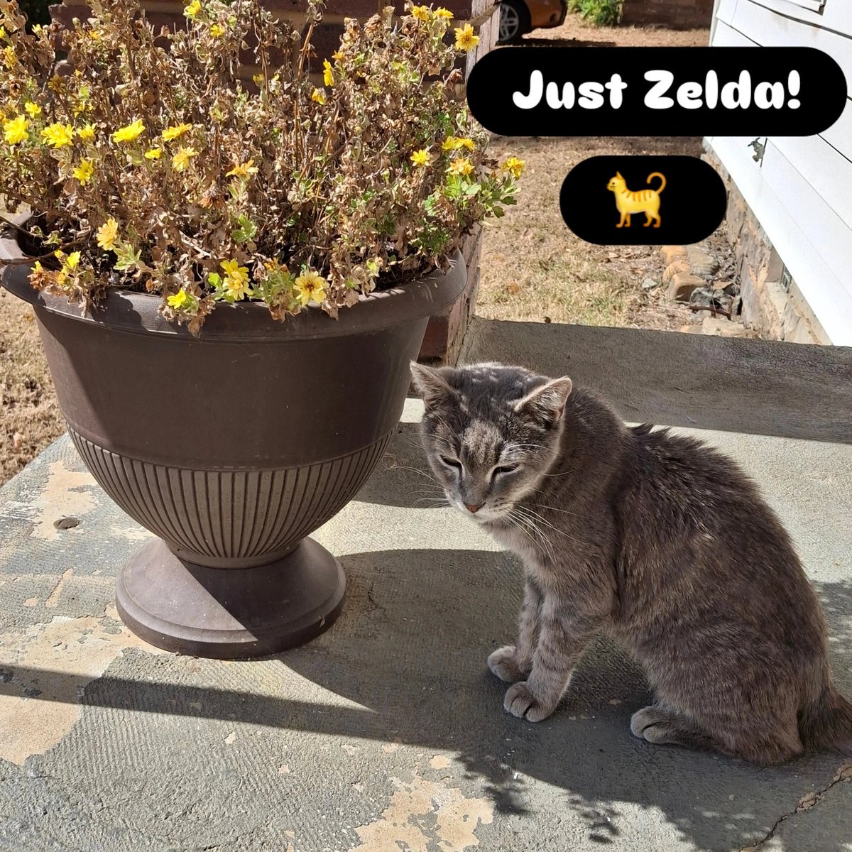 #NationalCatDay #CatsOfTwitter 
Heeeeere's Zelda!