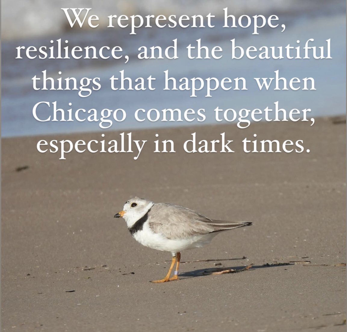 Humbled and honored to be voted Chicago's (unofficial) City Bird 🤍
<a href="/chicago_birder/">Chicago Ornithological Society</a> <a href="/NatureMuseum/">Peggy Notebaert Nature Museum</a>