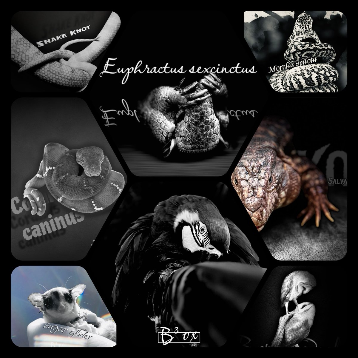 GONZO (@gorazoon) / Posts / X