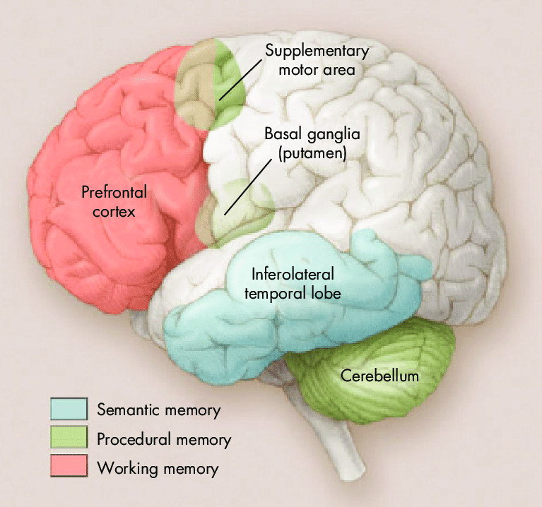 gianfrancocont9's tweet photo. Implicit (procedural) Memory is mainly stored and processed in the cerebellum, the 'oldest' part of our brain also referred to by some as the 'reptilian' brain. 

Explicit (declarative) knowledge is mainly processed in Working Memory, in the Pre-frontal cortex. 

The more you make language learning about grammar and explicit learning first, the less you are likely to foster aural and oral fluency, especially with language learners.