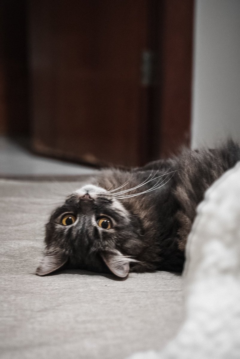 wtoncgi's tweet photo. #cat https://t.co/GcVsnOOMBc