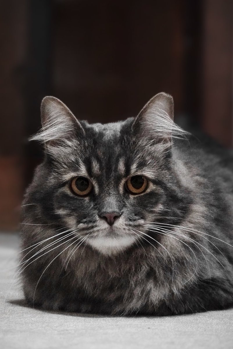 wtoncgi's tweet photo. #cat https://t.co/GcVsnOOMBc