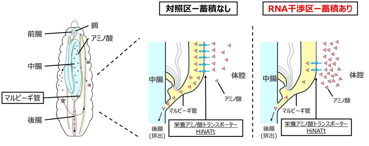 NARO_JP's tweet photo. 【#農研機構プレスリリース　2024年11月1日】
アメリカミズアブの幼虫は養殖魚用等の飼料のタンパク質源として期待されてい ますが、足りない必須アミノ酸があることが課題でした。
農研機構と東京大学は、幼虫の体内にアミノ酸を高濃度に蓄積させる方法を開発 しました。 
https://t.co/bfTBSo1U4C https://t.co/pK4uZoYFKH