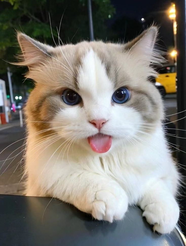 cutestscats's tweet photo. 😛 https://t.co/8Qxd0h2MEf
