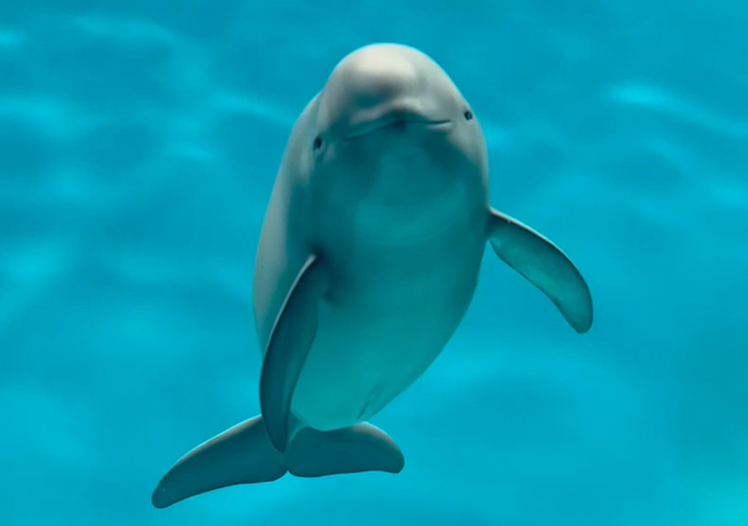 Smiling Dolphin | Miharu tweet media