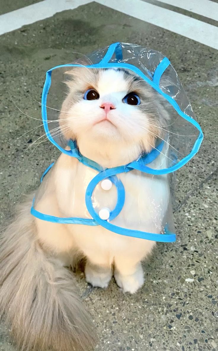 cutest cats (@cutestscats) on Twitter photo 