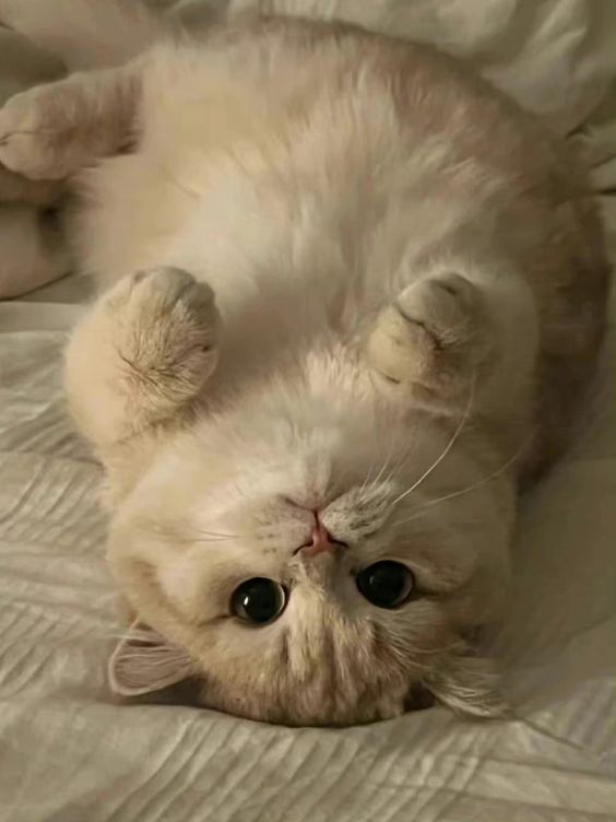cutestscats's tweet photo. https://t.co/es58yPJhsp