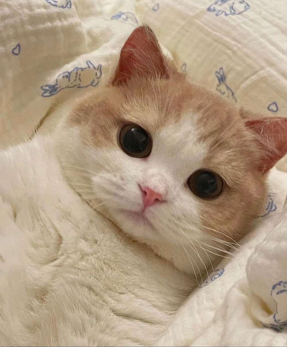 cutest cats (@cutestscats) on Twitter photo 