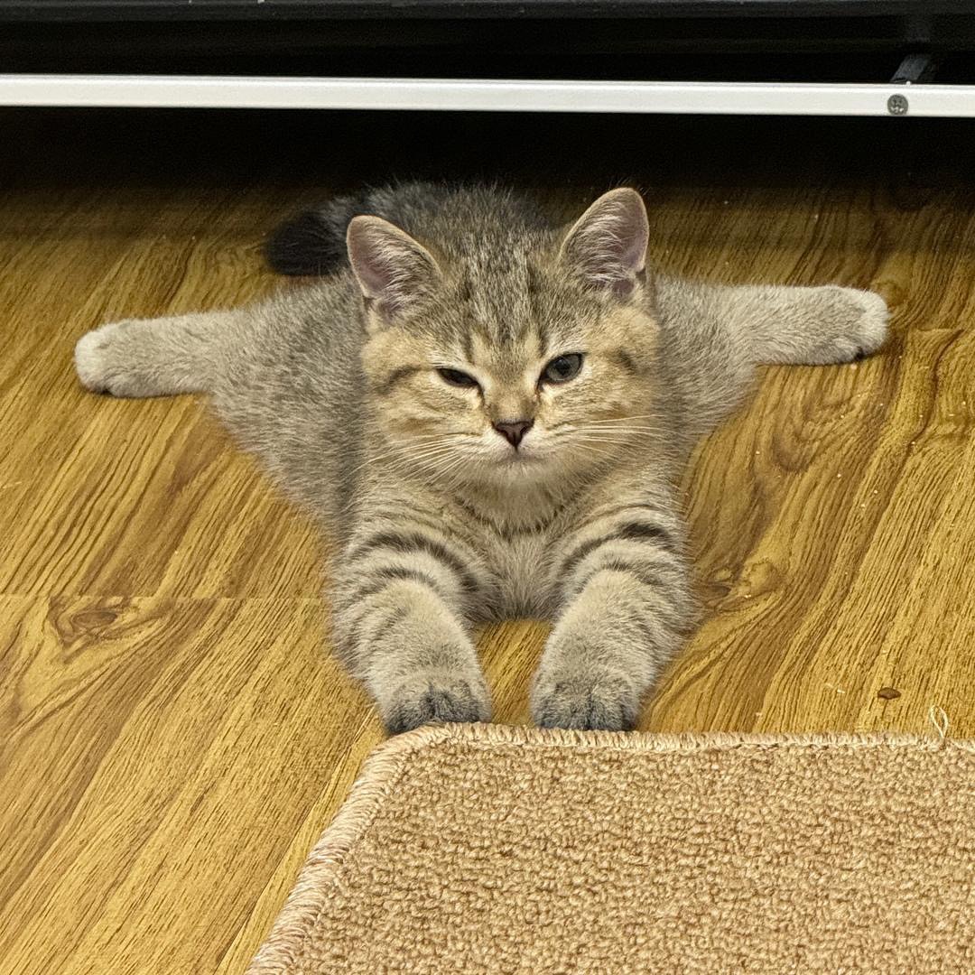 cutest cats (@cutestscats) on Twitter photo 