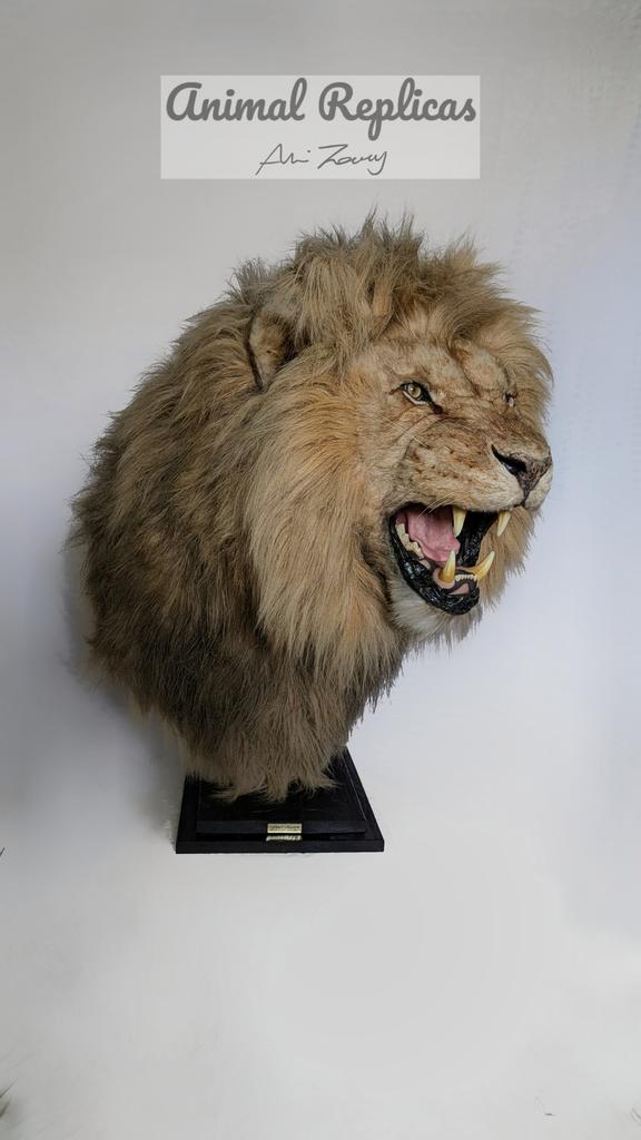 animalreplicas's tweet photo. Handcrafted African Lion replica https://t.co/mQnsf4o6su