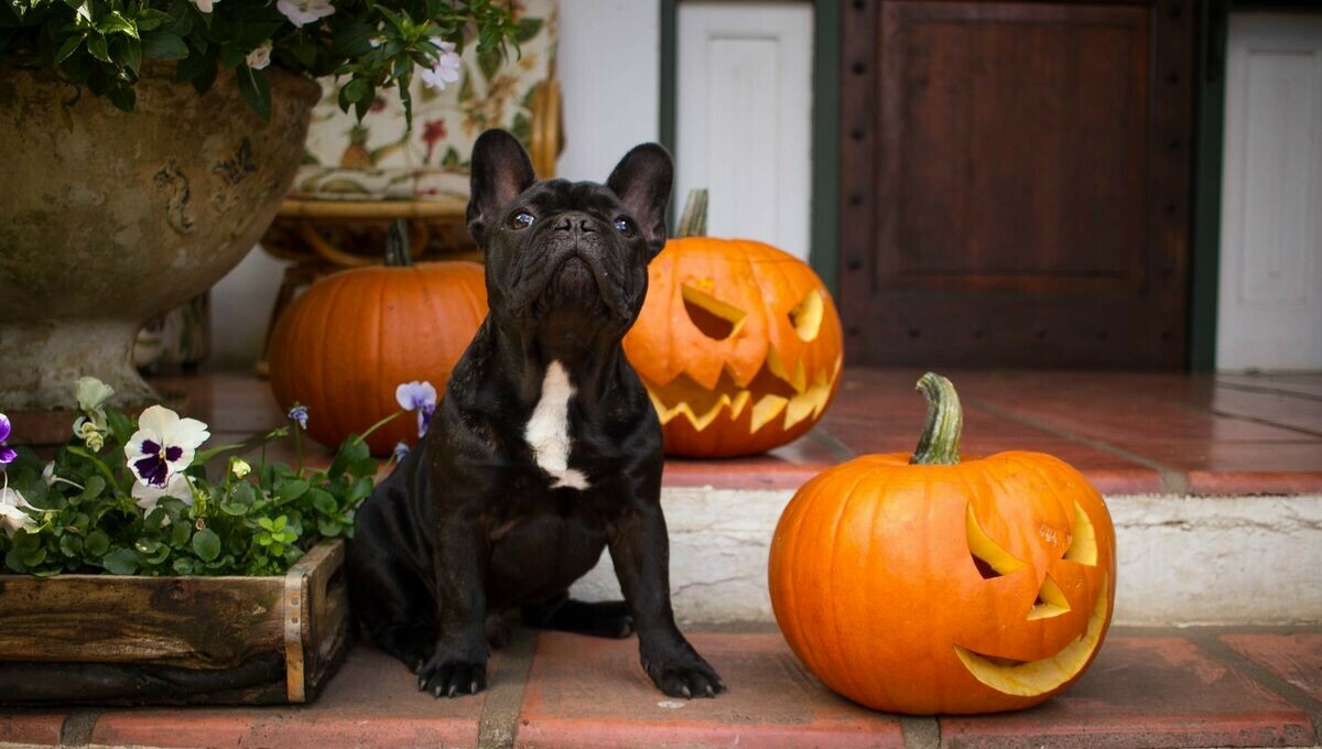 Halloween et animaux : attention dangers
➡️ l.francebleu.fr/wbNp