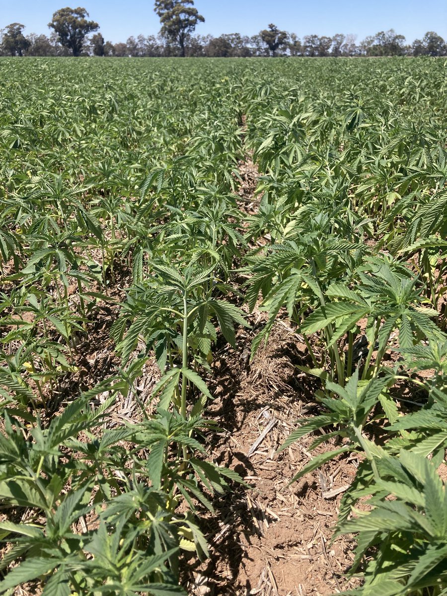 Good day of discussions touring Hemp paddocks grown in our patch. Plenty of interest in this low water use summer crop alternative, and plenty of learnings for success into the future.