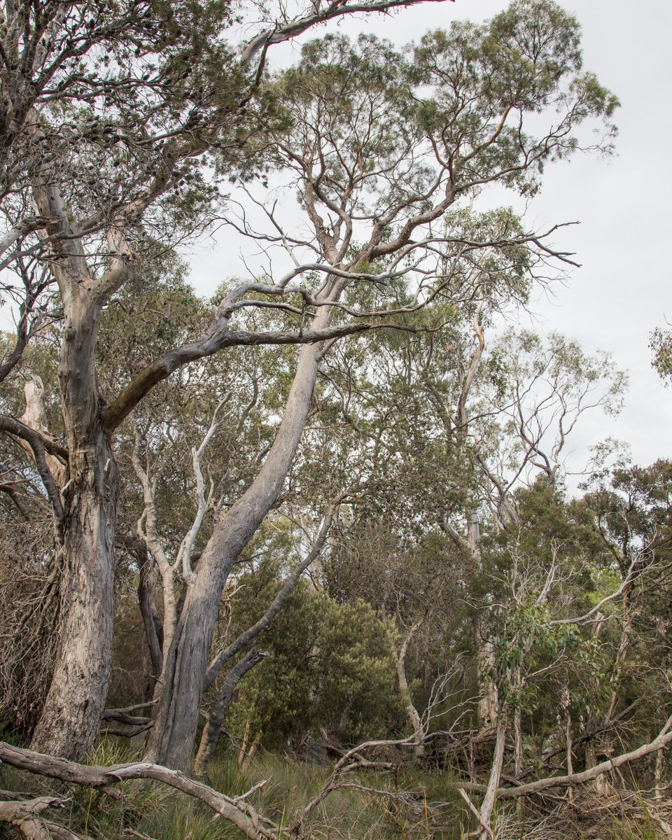 🌱Before it’s too late, we’re giving two of Tasmania’s lesser-known species the opportunity to thrive.  

🔗 Read more bit.ly/4f4crVA