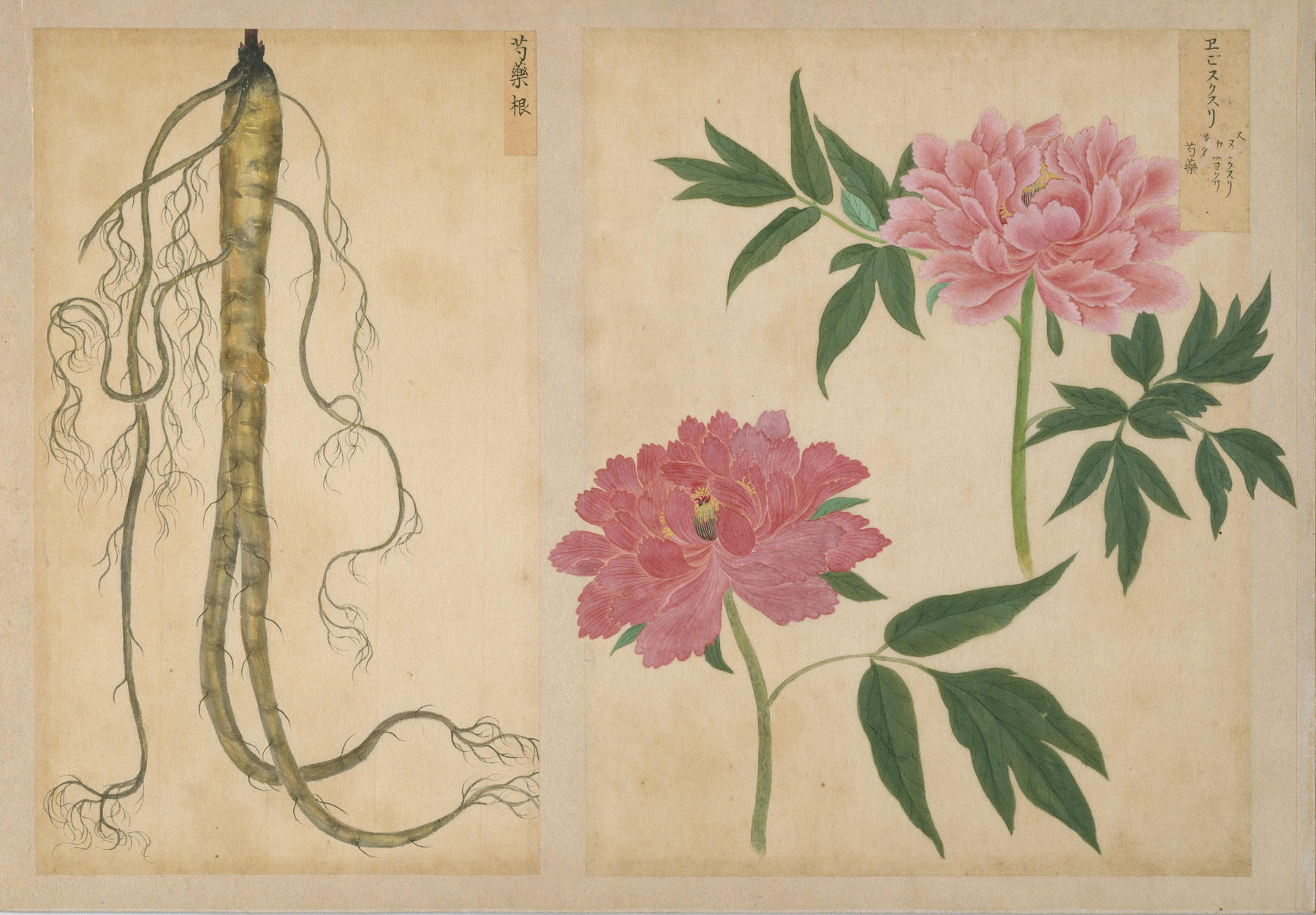写生画帖：雑木、雑草 衆芳画譜：花弁、花果 高松松平家博物図譜 4冊 根津美術館 on X: 