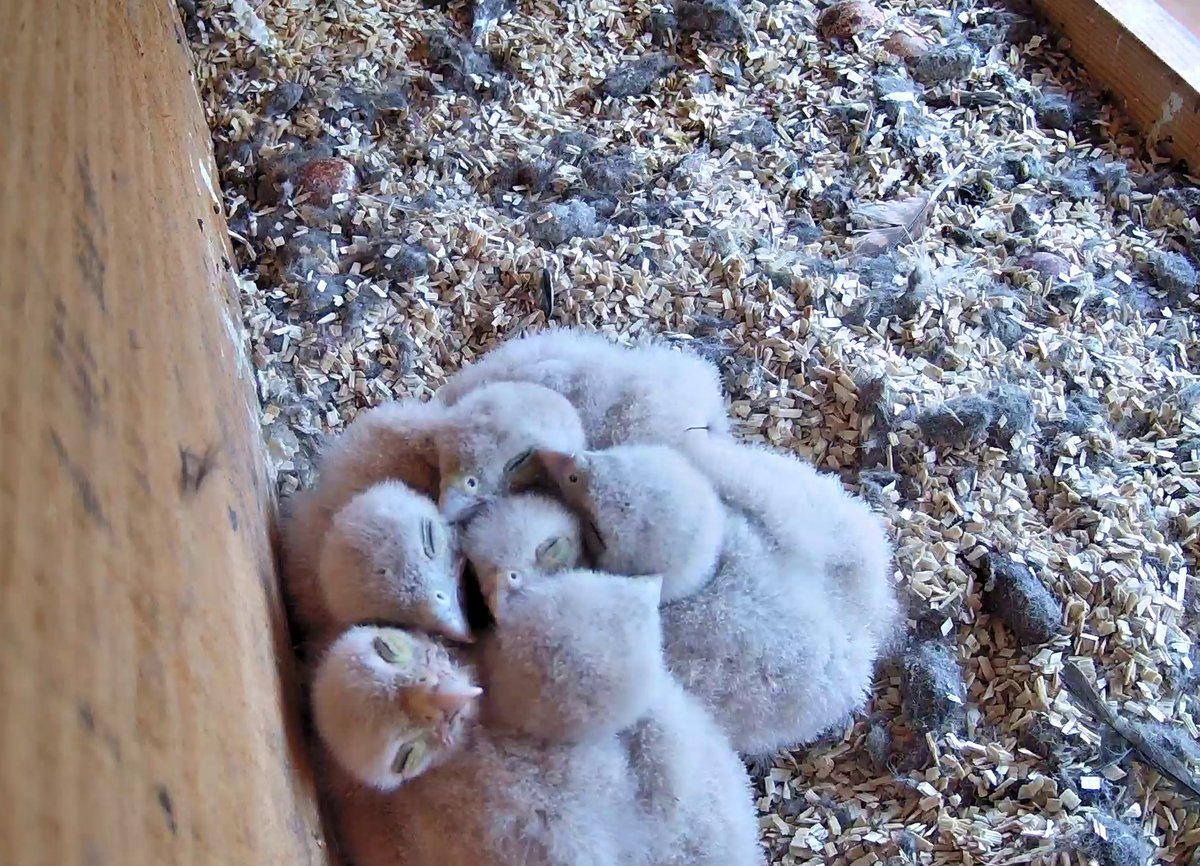 mpi_nat's tweet photo. Straight from the kestrel box to our #INSIDENAT: Did you miss the livestreamed rearing of our six fluffy kestrel chicks 🐣? Relive the milestones of the kestrel family and do not miss the cute photos 🤩!
https://t.co/0TbjO4tx4P https://t.co/Y8Vl0VyeEV