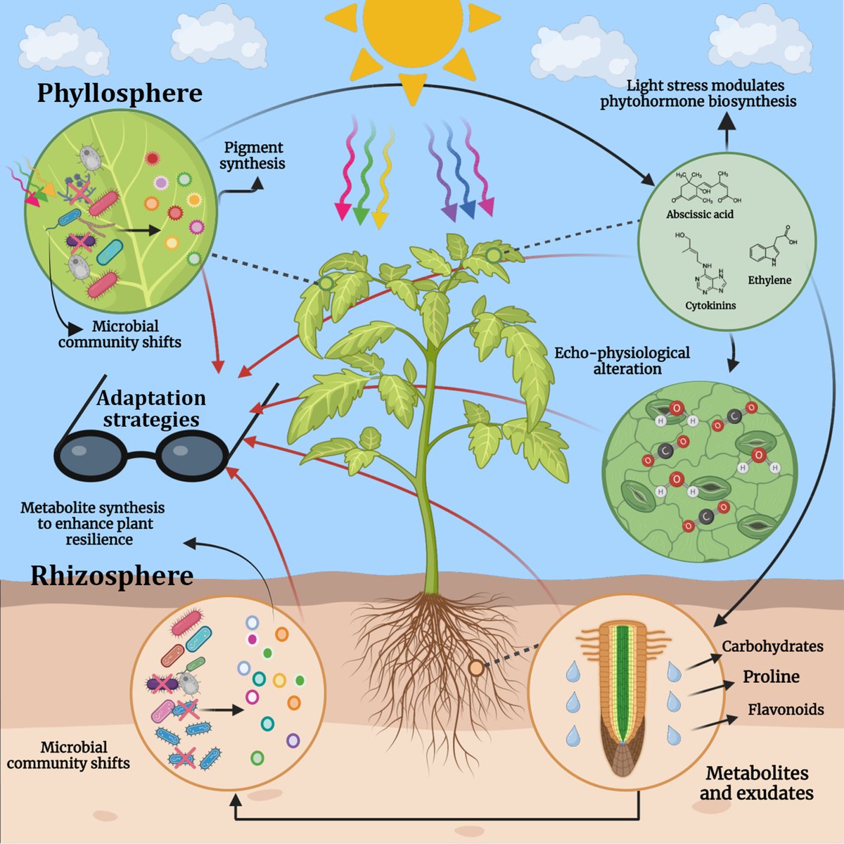 Harnessing #microbes as sun cream against high light stress

Villano et al.

📖 nph.onlinelibrary.wiley.com/doi/10.1111/np…