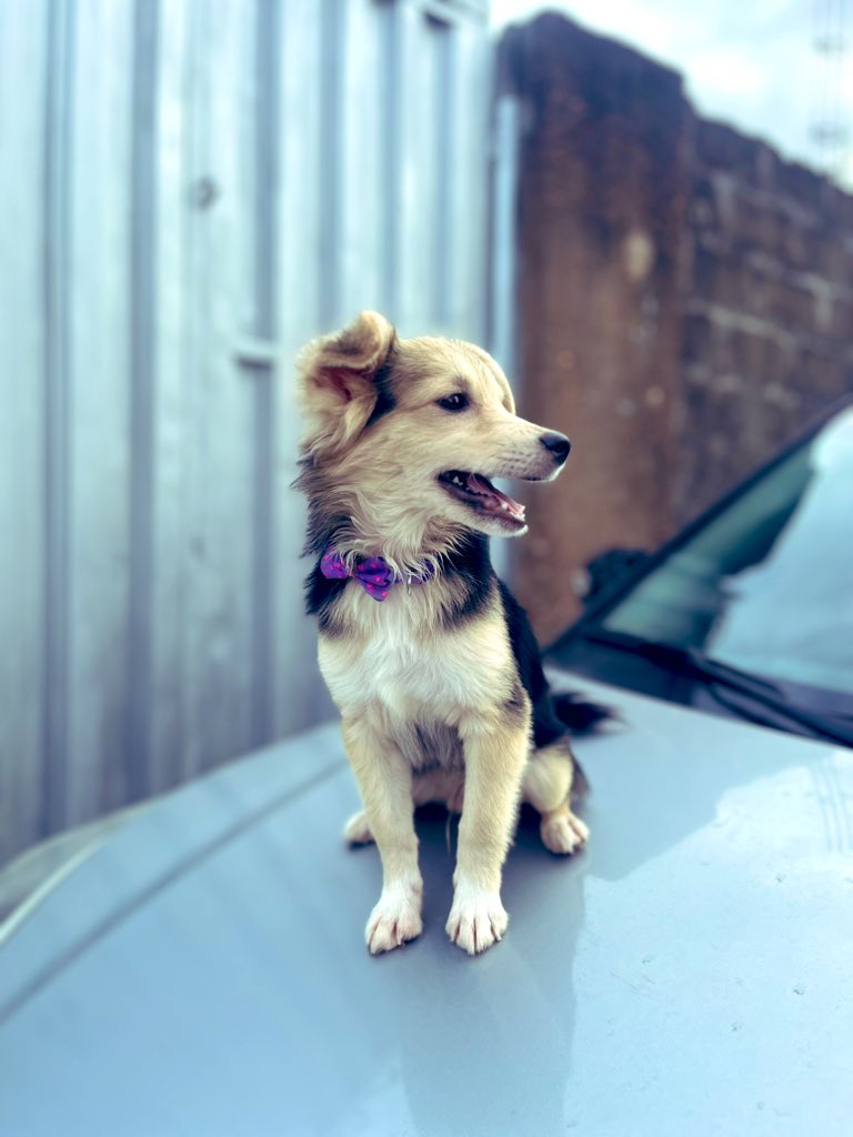 AWholeSalmanPR's tweet photo. The Pet The Owner https://t.co/raFcJWZT4V