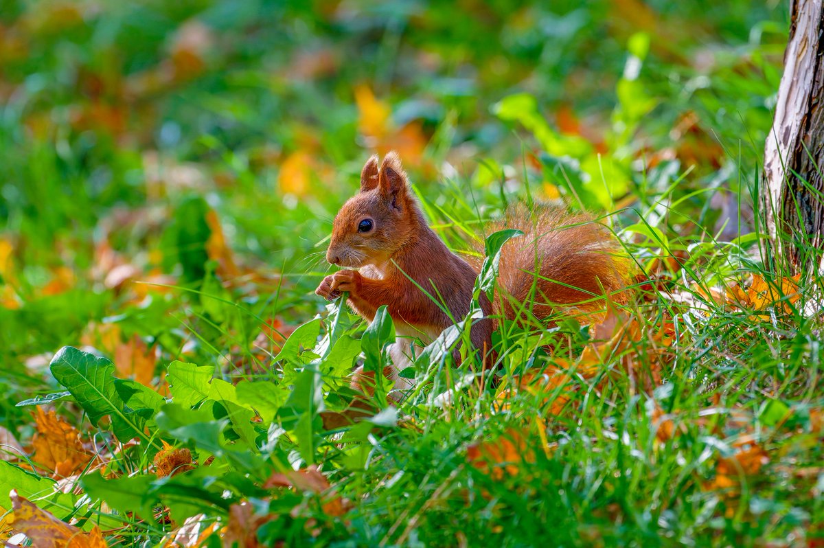 gleipdonir's tweet photo. Its squirrel time again!
Nikon Z6 II + Nikkor 180-600 mm.

#squirrel #eichhörnchen #nikonphotography #NaturePhotography #NatureLover #TwitterNatureCommunity 
@NikonEurope @UKNikon https://t.co/s1C9LblZgx