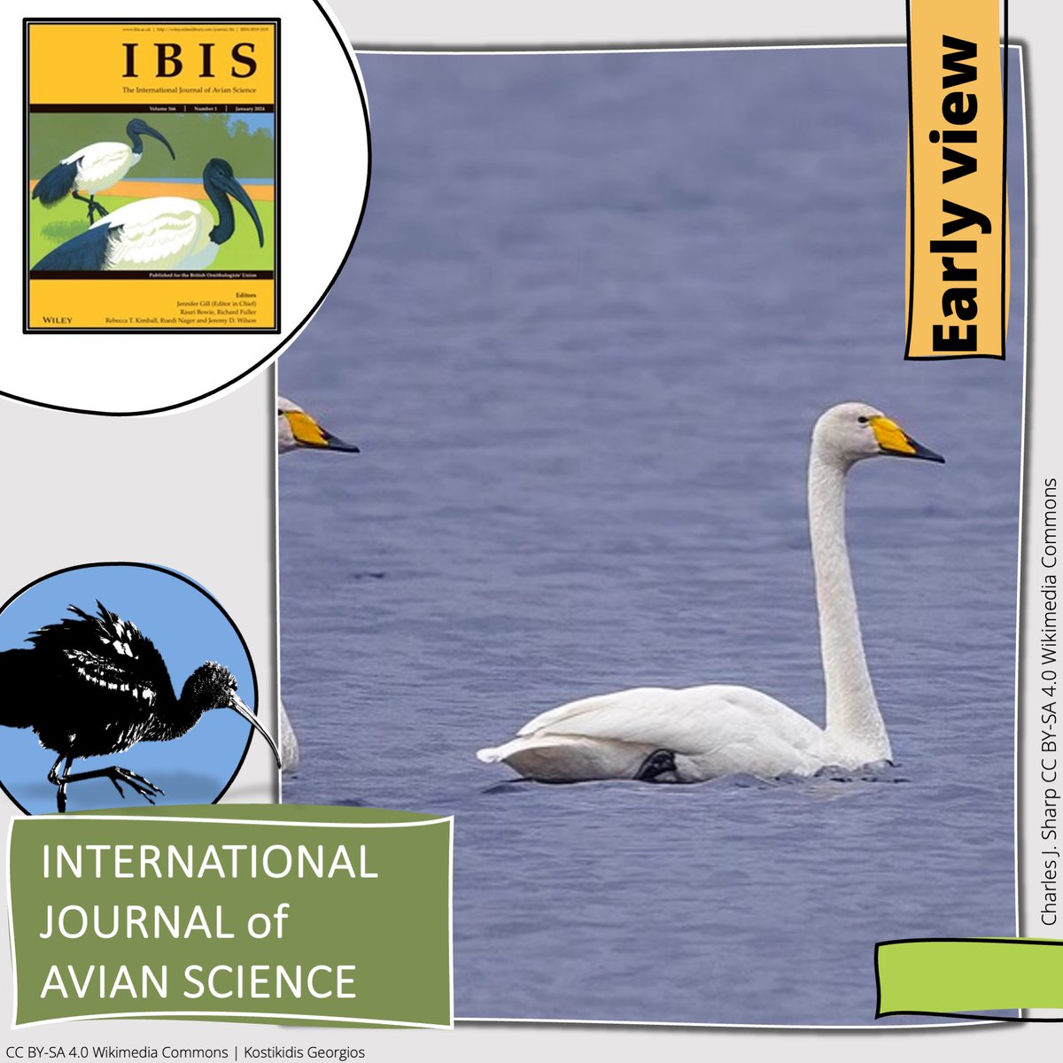 EARLY VIEW in <a href="/IBIS_journal/">BOU 👩🏻‍🏫👨🏿‍🏫🧕🏽👳🏽‍♂️ 🌈</a>

Using satellite tracking to assess the use of protected areas and alternative roosts by Whooper and Bewick's Swans | onlinelibrary.wiley.com/doi/abs/10.111…

<a href="/oshuwilson/">Josh Wilson</a> @drkevinwood Larry R. Griffin, <a href="/KaneBrides/">Kane Brides</a> Eileen C. Rees, Thomas H. G. Ezard | #ornithology