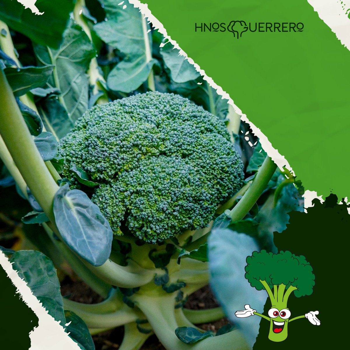 HnosGuerrero's tweet photo. 🥦🥦Las variedades de brócoli que trabajamos en Hnos Guerrero son seleccionadas minuciosamente por nuestro equipo de calidad para ofrecer piezas muy competitivas en el mercado.

#HnosGuerrero #Brócoli #Agricultura https://t.co/W1z9z34xZn