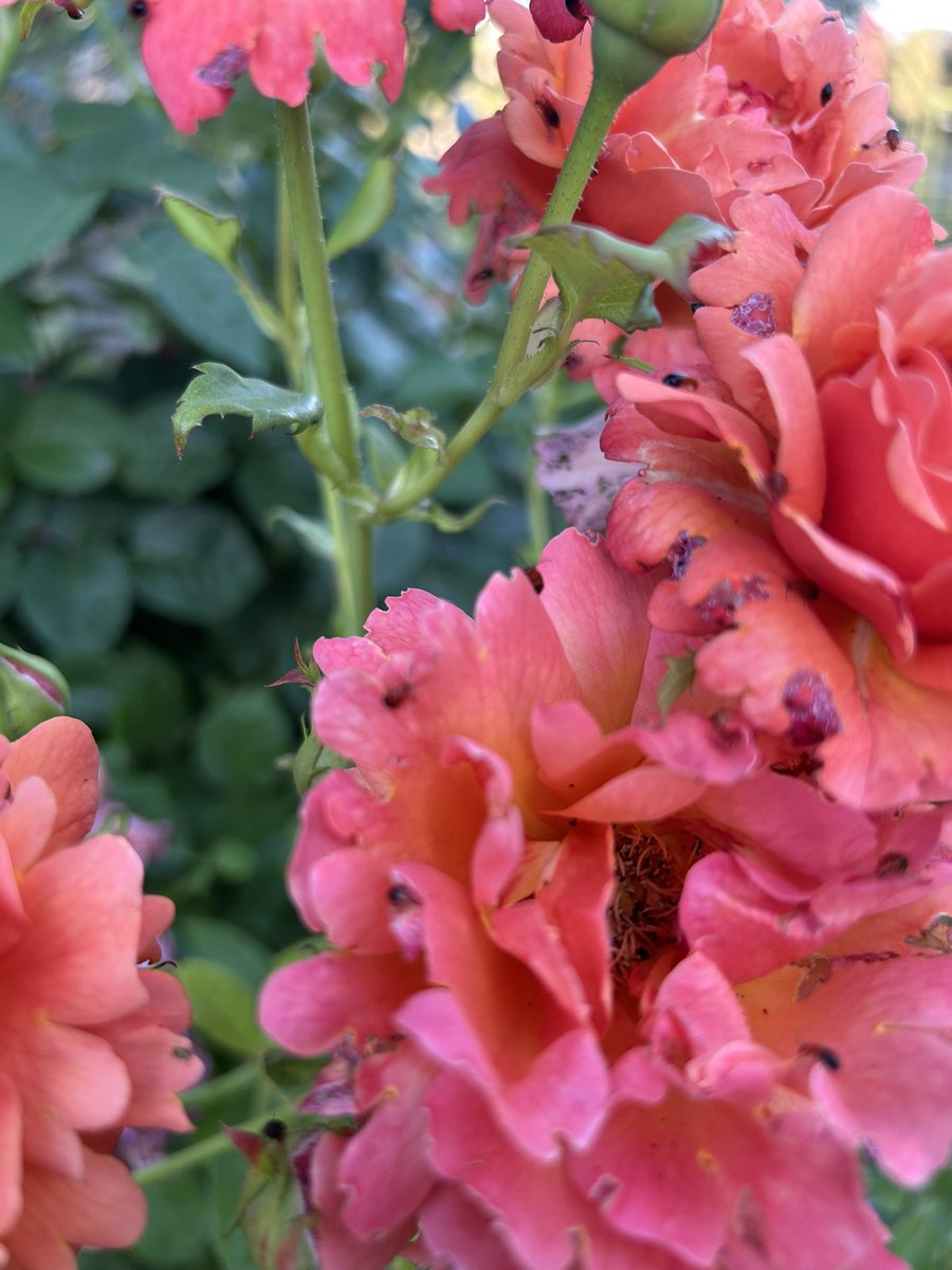 Tim Barlow tweet media