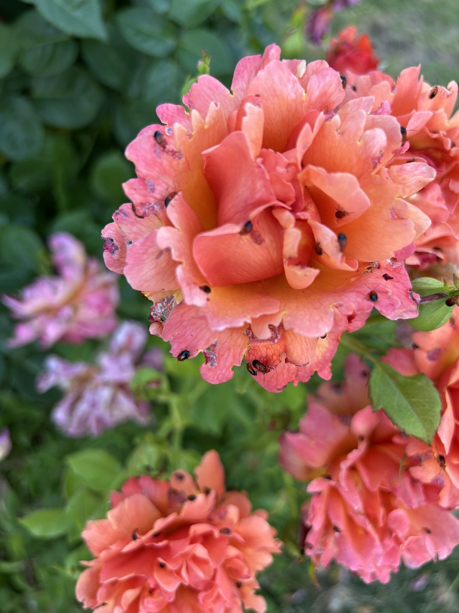 Tim Barlow tweet media